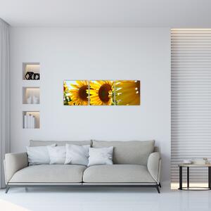 Obraz slnečníc na stenu (Obraz 90x30cm)