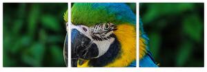 Obraz papagája (Obraz 90x30cm)