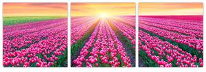 Obraz - polia kvetov (Obraz 90x30cm)