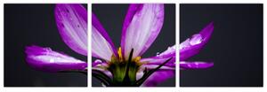Obraz - kvety (Obraz 90x30cm)