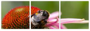 Obraz včely na kvete (Obraz 90x30cm)