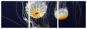 Obraz - medúzy (Obraz 90x30cm)