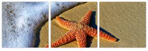 Obraz s morskou hviezdou (Obraz 90x30cm)