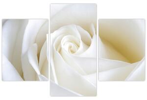 Obraz biele ruže (Obraz 90x60cm)