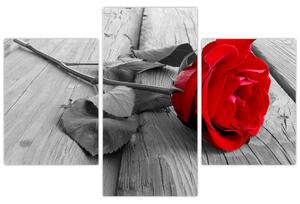 Obraz ruže s červeným kvetom (Obraz 90x60cm)
