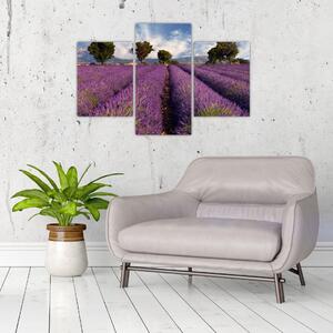 Obraz levanduľového pole (Obraz 90x60cm)