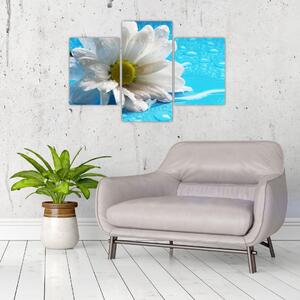 Obraz kvetu margaréty (Obraz 90x60cm)