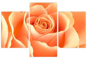 Obraz oranžové ruže (Obraz 90x60cm)