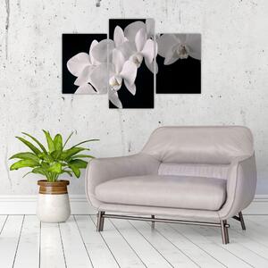 Obraz - biele orchidey (Obraz 90x60cm)