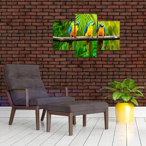 Moderný obraz - papagáje (Obraz 90x60cm)