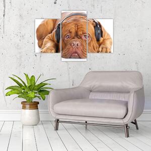 Moderný obraz - pes so slúchadlami (Obraz 90x60cm)
