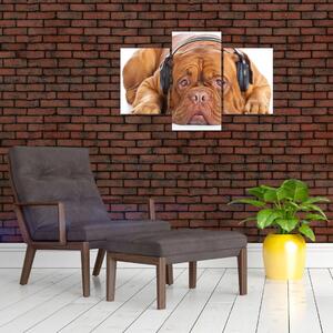 Moderný obraz - pes so slúchadlami (Obraz 90x60cm)