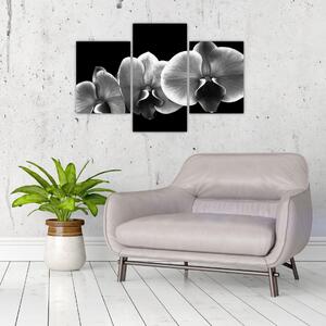 Čiernobiely obraz - orchidea (Obraz 90x60cm)