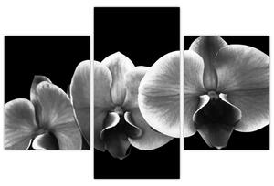 Čiernobiely obraz - orchidea (Obraz 90x60cm)