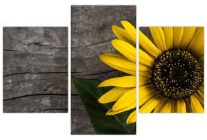 Obraz - Kvet slnečnice (90x60 cm)