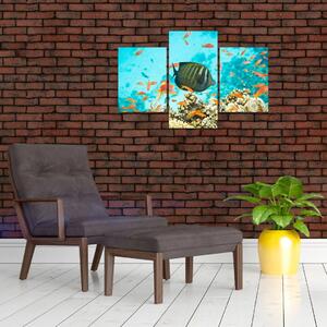 Obraz rýb v akváriami (Obraz 90x60cm)