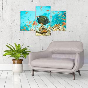 Obraz rýb v akváriami (Obraz 90x60cm)