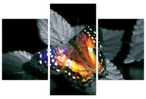 Motýľ na liste - obraz (Obraz 90x60cm)