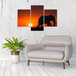 Obraz slona v zapadajúcom slnku (Obraz 90x60cm)