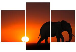 Obraz slona v zapadajúcom slnku (Obraz 90x60cm)