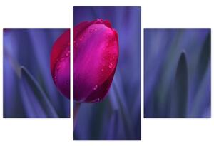 Obraz - tulipán (Obraz 90x60cm)