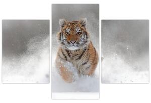 Obraz bežiaceho tigra (Obraz 90x60cm)