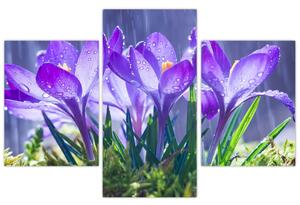 Obraz kvetov pri daždi (Obraz 90x60cm)