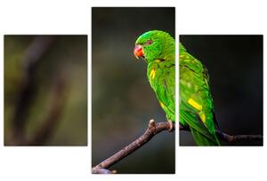 Obraz zeleného papagája (Obraz 90x60cm)