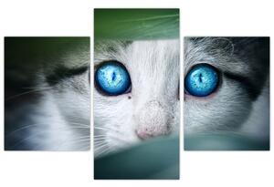 Obraz mačky, žiarivé oči (Obraz 90x60cm)