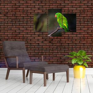 Obraz zeleného papagája (Obraz 90x60cm)