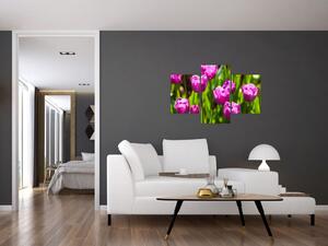 Obraz kvitnúcich tulipánov (Obraz 90x60cm)