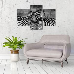 Obraz - zebry (Obraz 90x60cm)