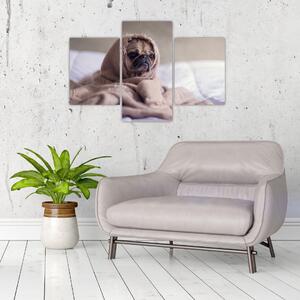 Obraz - pes v deke (Obraz 90x60cm)