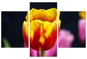 Obraz tulipánu (Obraz 90x60cm)