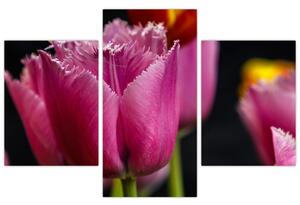 Tulipány - obrazy (Obraz 90x60cm)