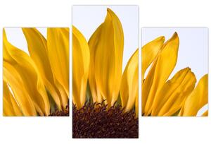 Obraz kvetu slnečnice (Obraz 90x60cm)