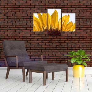 Obraz kvetu slnečnice (Obraz 90x60cm)