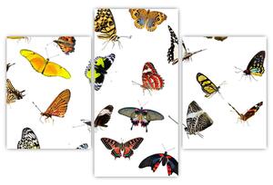 Obrazy motýľov (Obraz 90x60cm)