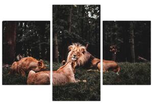 Obrazy - levy v lese (Obraz 90x60cm)
