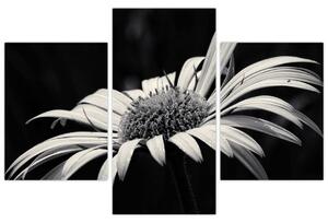 Čiernobiely obraz kvetu (Obraz 90x60cm)