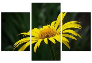 Obraz žltého kvetu (Obraz 90x60cm)