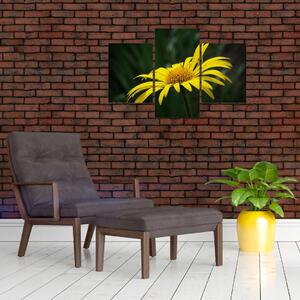 Obraz žltého kvetu (Obraz 90x60cm)