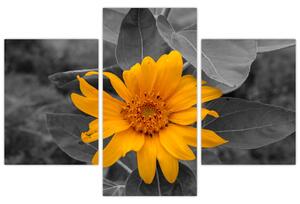 Obraz oranžového kvetu (Obraz 90x60cm)