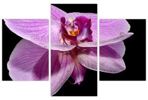 Obraz - orchidea (Obraz 90x60cm)