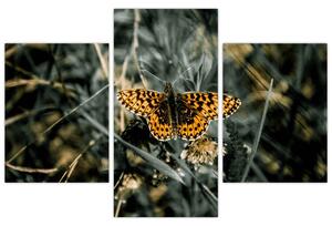 Obraz motýľa (Obraz 90x60cm)