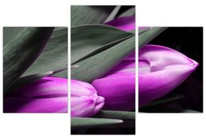 Obraz fialových tulipánov (Obraz 90x60cm)
