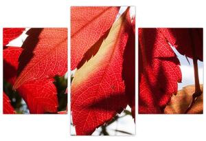 Obraz červených listov (Obraz 90x60cm)