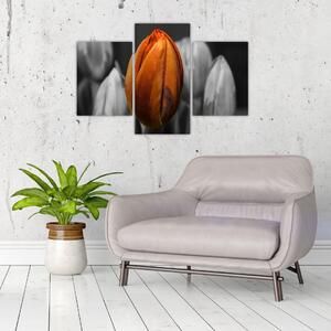 Oranžový tulipán medzi čiernobielymi - obraz (Obraz 90x60cm)