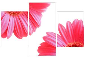 Obraz kvetín - astra (Obraz 90x60cm)