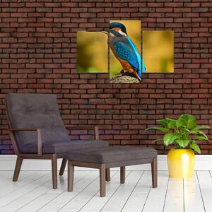 Obraz - farebný vták (Obraz 90x60cm)